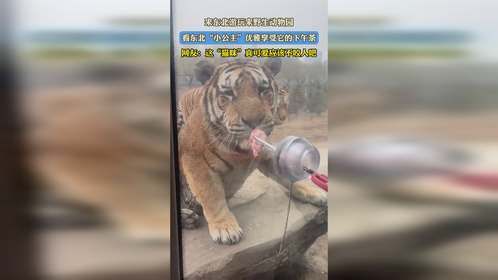 来东北游玩来野生动物园，看东北“小公主”优雅享受它的下午茶，网友：这“猫咪”真可爱应该不咬人吧