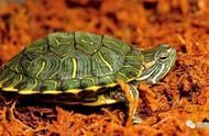 春天养龟全攻略：天气回暖，如何选龟与日常养护