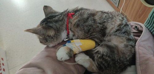 宠物医院验血型，猫咪血型检测要花多少钱？