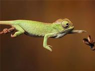 蜥蜴喂食次数与食物介绍