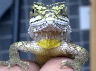 宠物蜥蜴如何饲养？