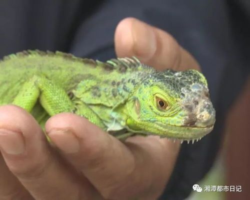 绿蜥蜴宠物喂食攻略