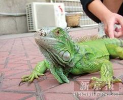 绿蜥蜴宠物喂食攻略