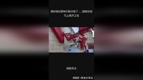 是时候给猫咪们做点啥了……猫狗乐园马上就开工啦