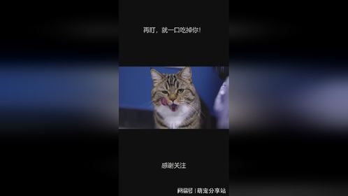 再盯，就一口吃掉你！