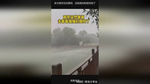 昨天南京狂风骤雨，庄园里的树都刮倒了