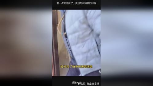 差一点就逃脱了，真没想到蛋黄的出现