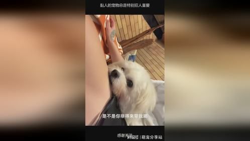 黏人的宠物总是特别招人喜爱