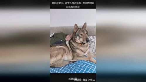 塞班这家伙，在主人身边多稳，在别的狗跟前就有多嘚瑟