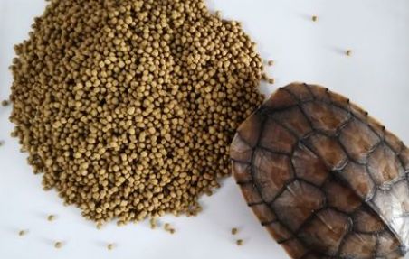 南石龟喂什么牌子龟粮