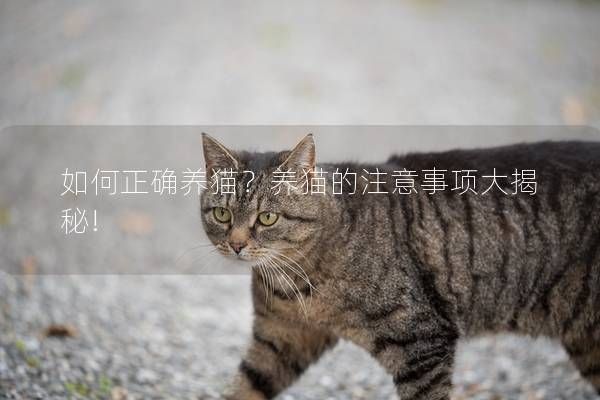 如何正确养猫？养猫的注意事项大揭秘!