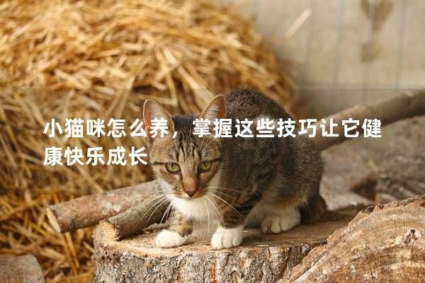 小猫咪怎么养，掌握这些技巧让它健康快乐成长