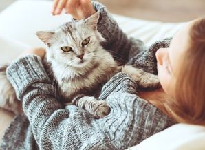 猫咪季节养护要点