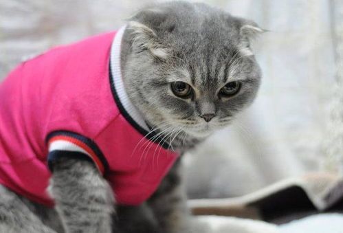 猫咪季节养护要点