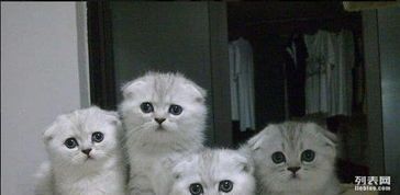 苏格兰折耳猫养护要点