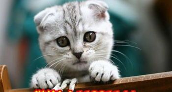 苏格兰折耳猫养护要点