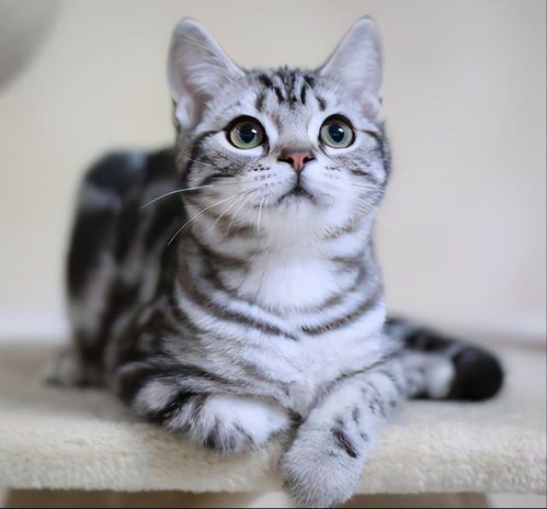 探究美短折耳猫与英短折耳猫的养护要点