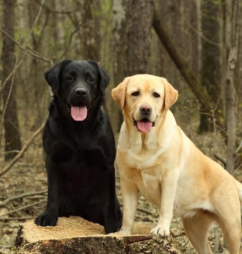 大型温顺狗的特点与养护知识（探索大型温顺狗品种的魅力与需注意的养护要点）
