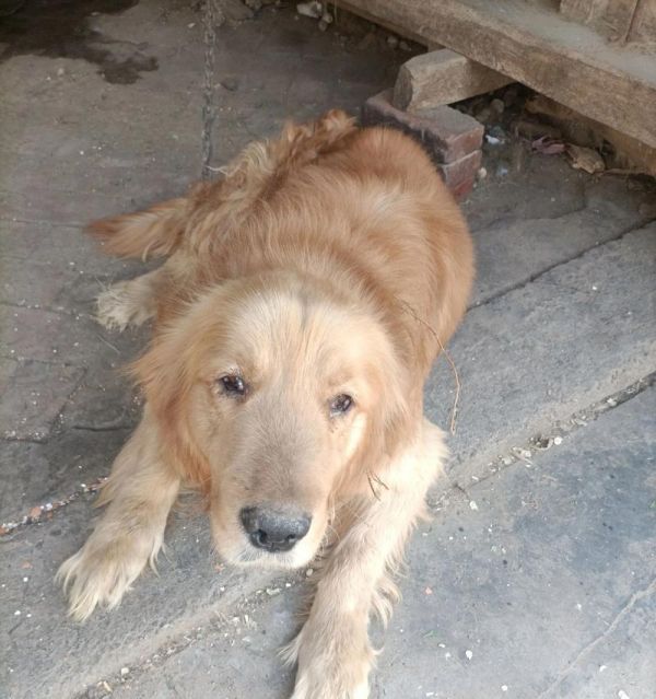 大型温顺狗的特点与养护知识（探索大型温顺狗品种的魅力与需注意的养护要点）