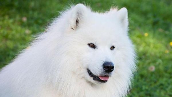 大型温顺狗的特点与养护知识（探索大型温顺狗品种的魅力与需注意的养护要点）