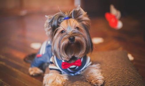 城市中宠物狗丢了怎么办