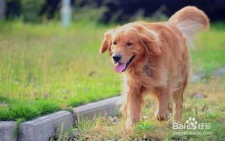 宠物狗在老家丢了怎么办