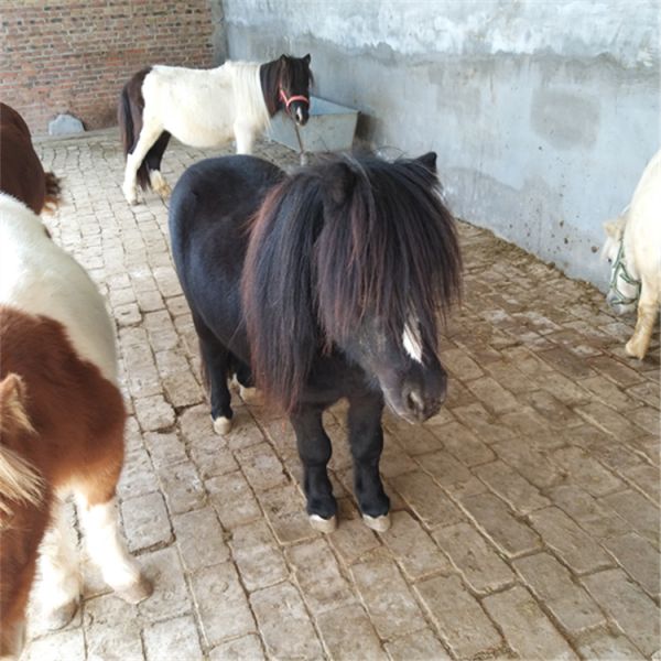 迷你马养殖基地小矮马多少钱一匹老实温顺室内萌宠园观赏