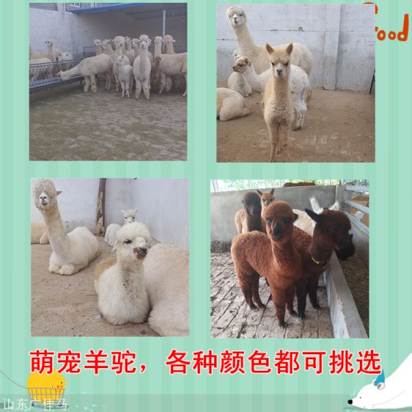 迷你马养殖基地小矮马多少钱一匹老实温顺室内萌宠园观赏