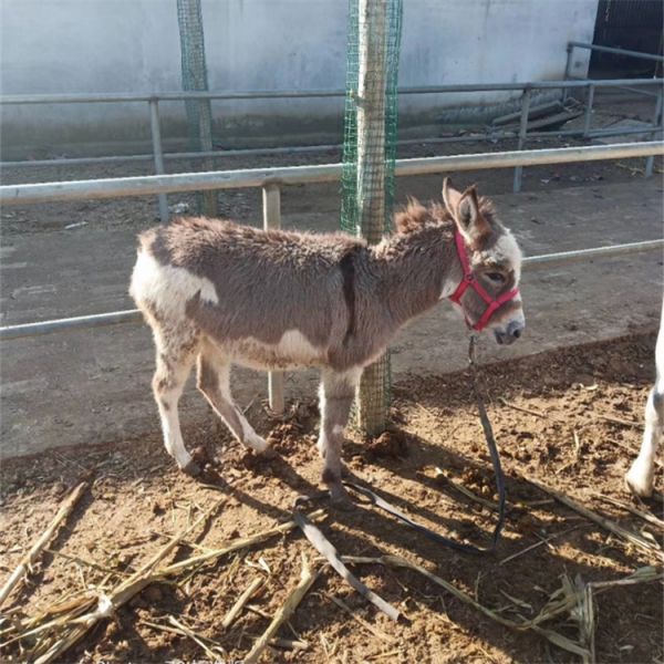 迷你马养殖基地小矮马多少钱一匹老实温顺室内萌宠园观赏