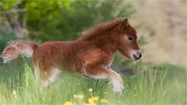 世界上最小的马，身高还不足一米，很多人当宠物养了！