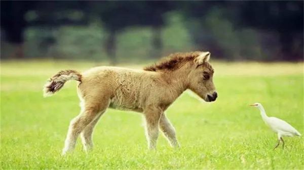 世界上最小的马，身高还不足一米，很多人当宠物养了！