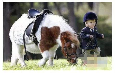 世界上最小的马,可以捧在手心,就像一条小狗狗!萌呆了