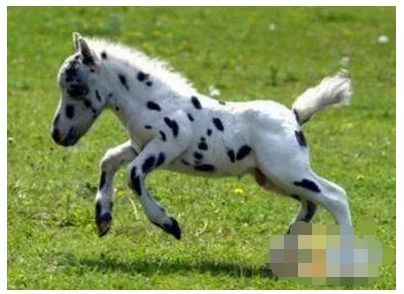 世界上最小的马,可以捧在手心,就像一条小狗狗!萌呆了