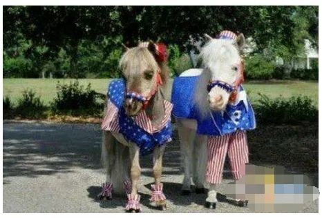 世界上最小的马,可以捧在手心,就像一条小狗狗!萌呆了