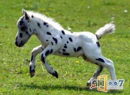 这种马因为身高成为世界上最萌的马，不仅样子迷人可爱，跑起来也是飞快!
