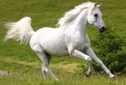 马寿命最多活多久