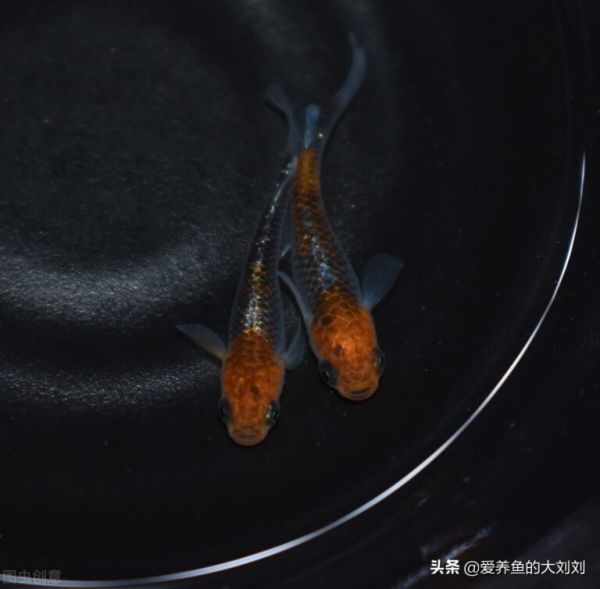 五大好养的冷水鱼推荐！同时性价比也超高哦