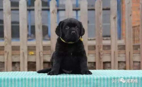 宠物狗拉稀处方药怎么吃