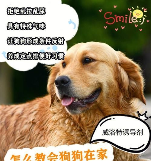 训练宠物狗狗自主卫生-（从小培养良好的卫生习惯，让你的宠物狗狗变得更加可爱和健康。）