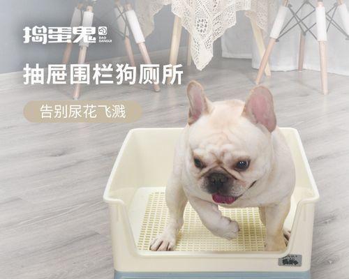 训练宠物狗狗自主卫生-（从小培养良好的卫生习惯，让你的宠物狗狗变得更加可爱和健康。）