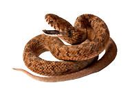 养蛇要有哪些基本概念