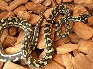 地毯蟒的相关知识