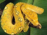 怎样的蟒蛇不要养