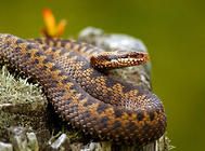 养殖蛇要注意哪些问题