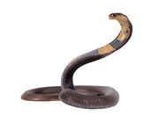 饲养眼镜蛇要注意哪些安全措施