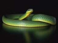 蛇箱养蛇的优缺点有哪些