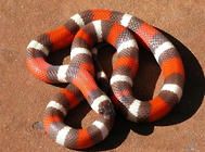 奶蛇的种类和饲养方法