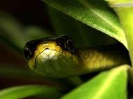 养蛇过冬要注意哪些问题