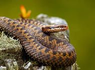 对于新进的野生蛇该如何处理