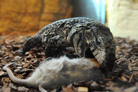 王苗苗饲养的泰加蜥蜴正在吞食小白鼠 张力伟 摄